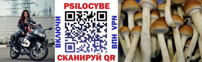 Купить где  Мещовск  Псилоцибиновые грибы мицелий 